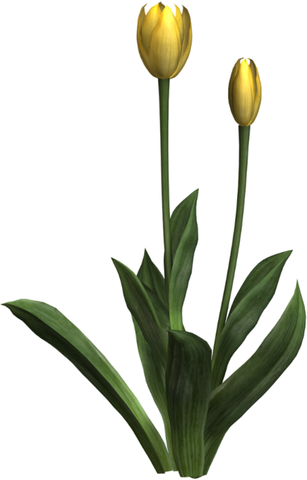 Joelle Goodoldfarm Element82 - Lady Tulip (448x700)