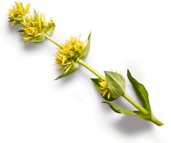 Gentiana Lutea L - Gelber Enzian Png (600x510)