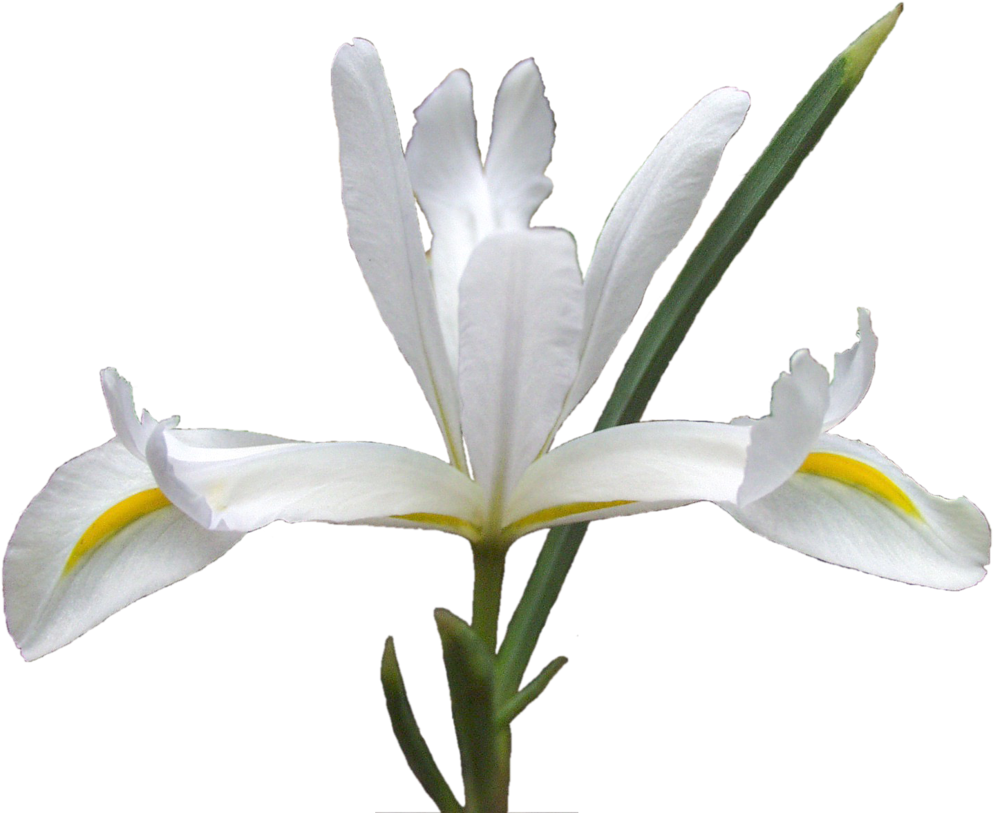 Right Click To Save Hi Res - Lily (1712x1368)
