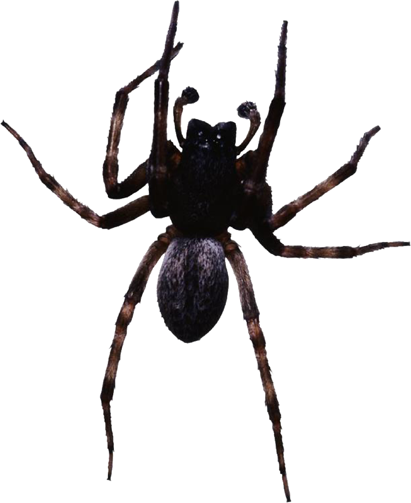 Spider Web Clip Art - Leg Mechanism Of A Spider (823x1006)