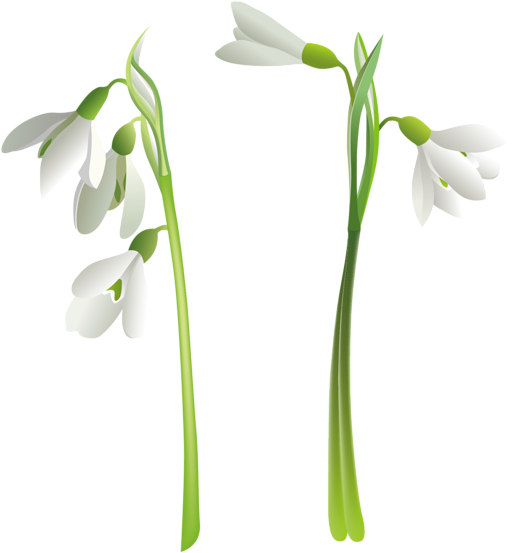 Snowdrops - Flower Vector (537x600)
