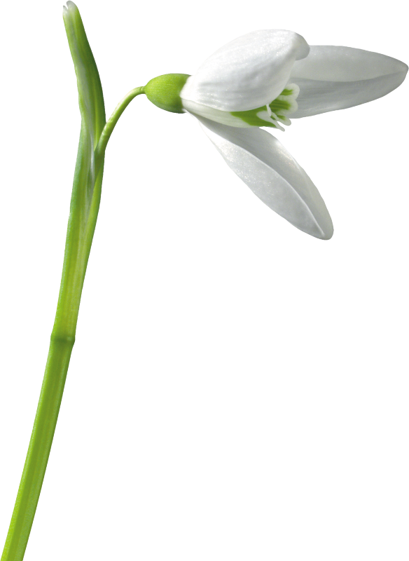 Snowdrops - Przebisniegi Png (584x800)