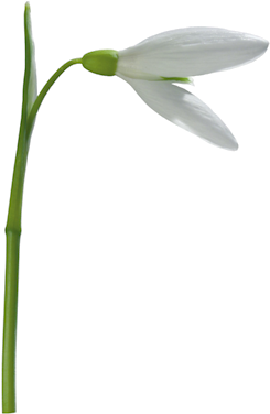 Цветочный Клипарт На Прозрачном Фоне - Snowdrop (369x464)