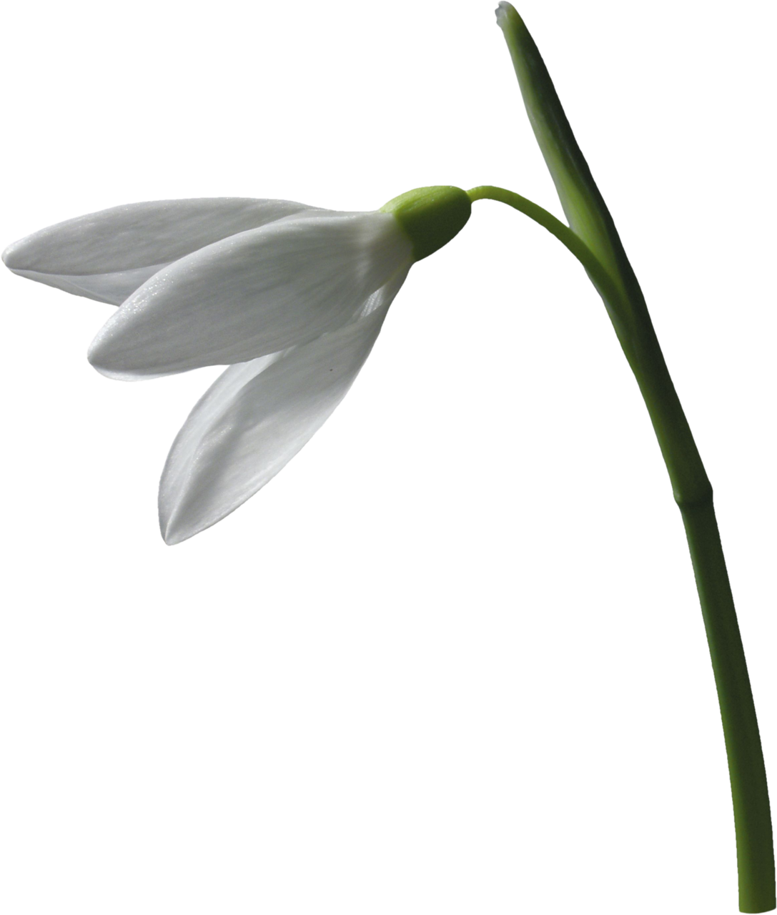 Snowdrop Flower Plant Leucojum Vernum Clip Art - Clip Art (1087x1280)
