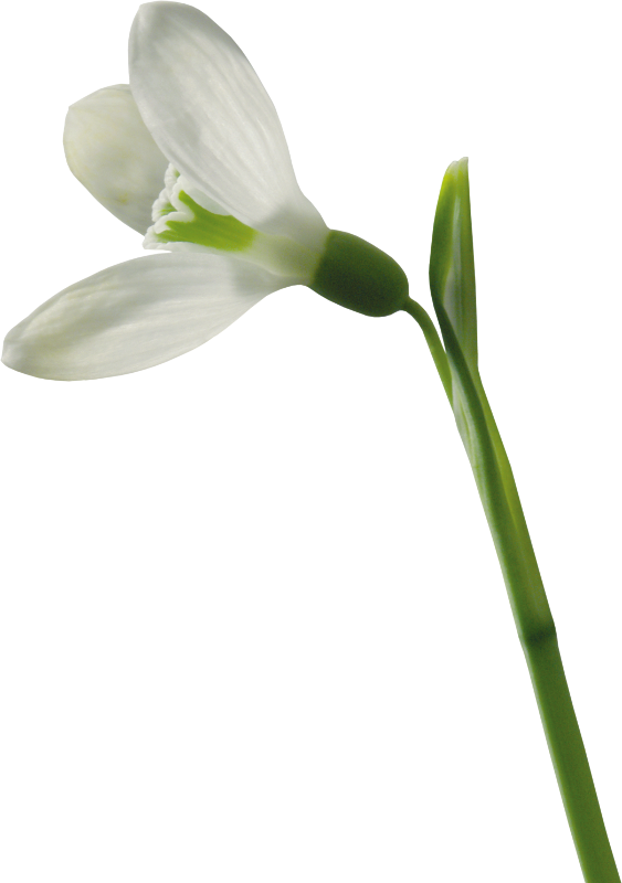 Изображение Для Плейкаста - Подснежник Пнг (563x800)