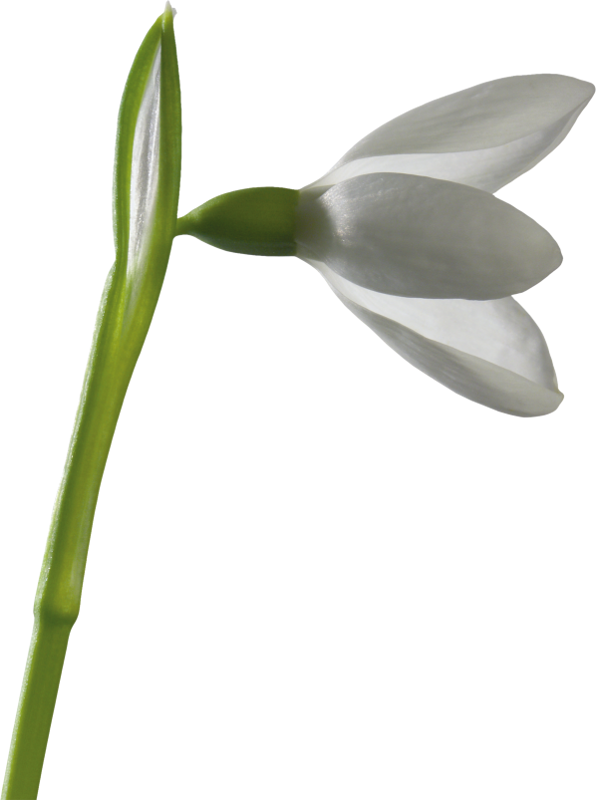 Snowdrops - User (596x800)
