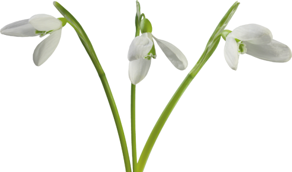 Snowdrops - Kardelen Çiçeği Png (600x354)