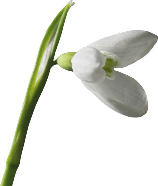Snowdrops - User (600x706)