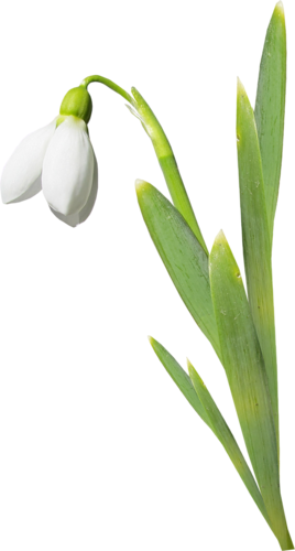 Trouvé Sur Http - Подснежники Пнг Цветы (268x500)