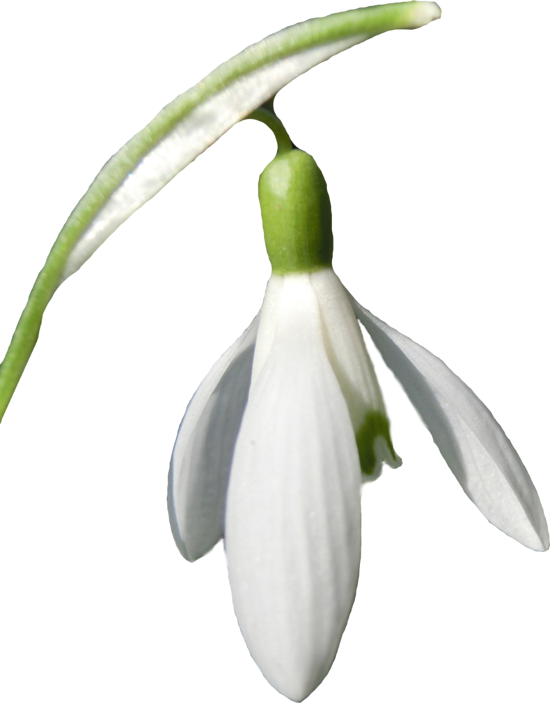 Snowdrop Png By Jeanneystock - Snowdrop Png (790x1011)