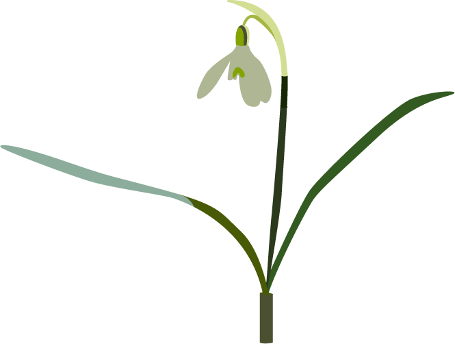 Snowdrop - Snowdrop (665x502)
