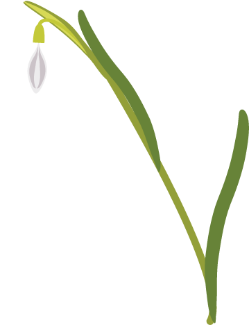 Snowdrop-null - Snowdrop (600x600)