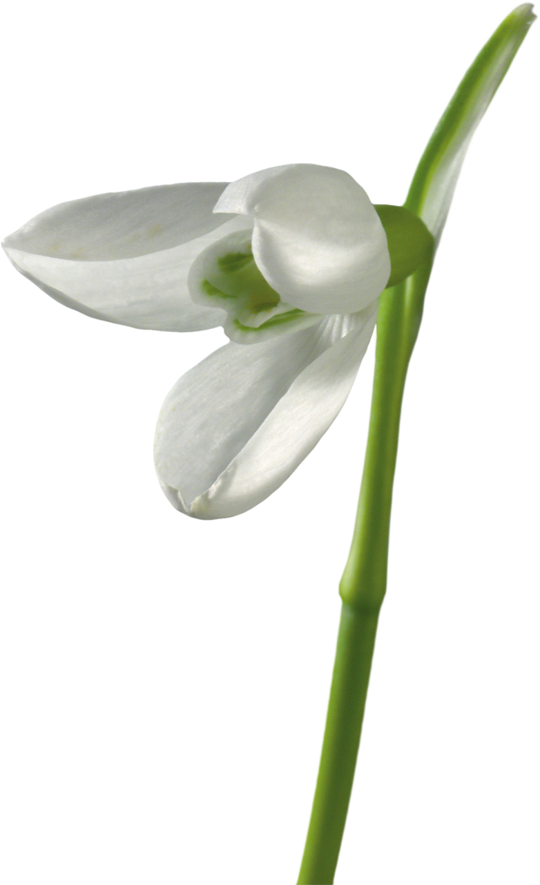 Snowdrop Flower Petal Snowflakes Clip Art - Snowdrop (782x1280)