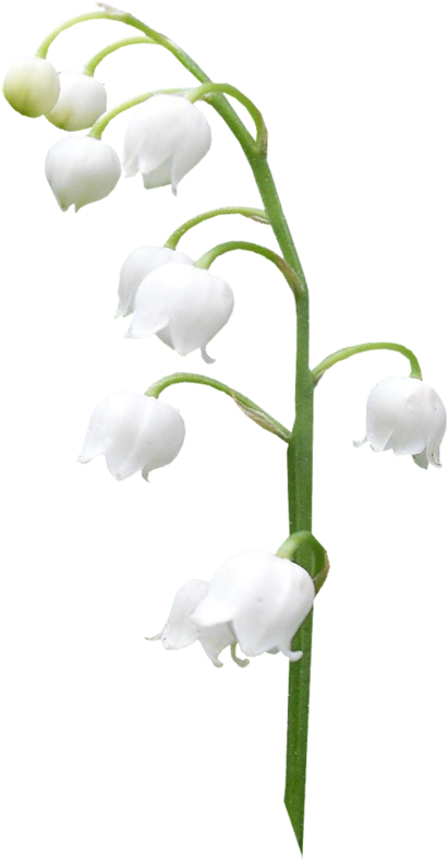 Lilies Of The Valley - Lily Of The Valley (410x800)