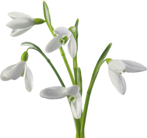 P9rpdirmkaz Q4wc7zm13yq - Snowdrops (512x480)