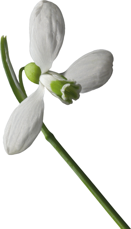 Snowdrops - User (460x800)