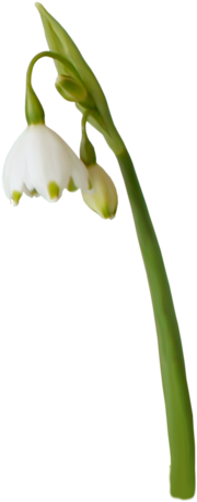 [ Img] - Snowdrop (278x500)