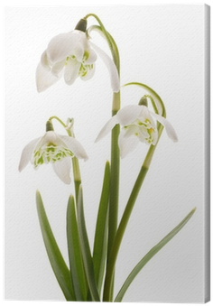 Obraz Na Plátně Snowdrop- Pružina Bílý Květ • Pixers® - Snowdrop (400x400)