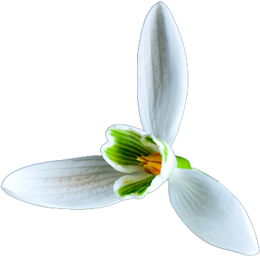 Snowdrops - Snowdrop (421x370)