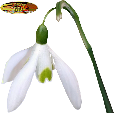 Скачать Psp Или Png - Snowdrop (491x489)