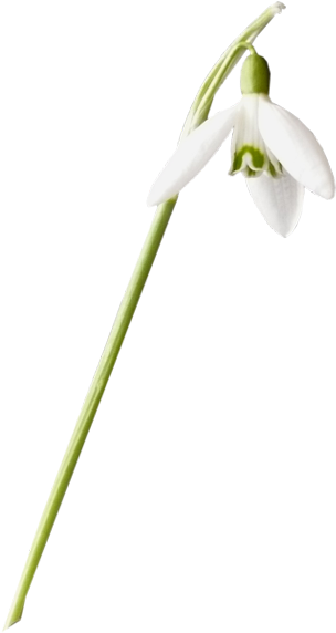 花儿盛开png免抠图素材 - Snowdrop (600x600)
