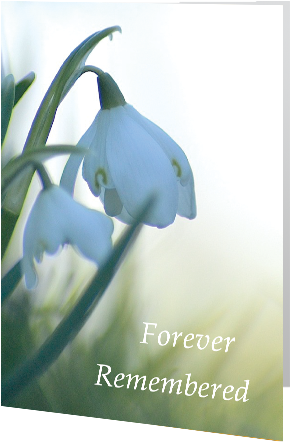 Keepsake Wallet Holder Snowdrops In The Shade - Snowdrops In The Shade (500x500)