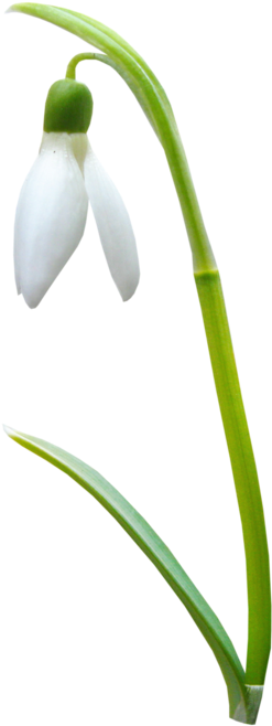 Bettiee Duckandflower El27 - Snowdrop (447x700)