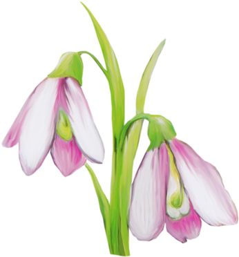 0 9cb9e Be62e205 L - Snowdrop (423x500)