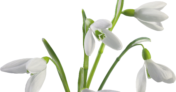 Snow Drops White Background (600x315)