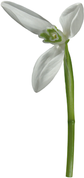 Цветочный Клипарт На Прозрачном Фоне - Snowdrop (292x460)