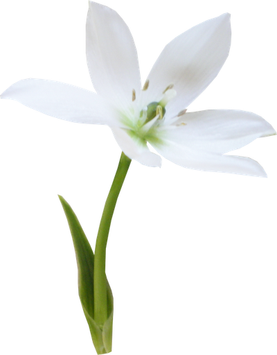 F - Lily (400x512)