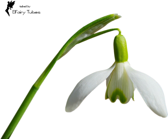 Http - //elfairypicsposers - Blogspot - Nl/p/tubes-bloemen - Snowdrop (640x502)