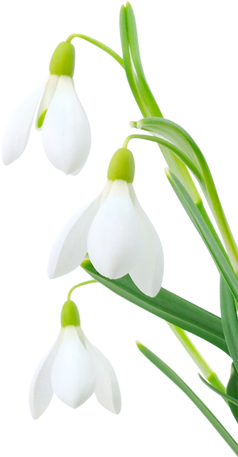 Bitte Wählen Sie Zuerst Einen Markt Aus, Um Hier Die - Snowdrop (337x646)