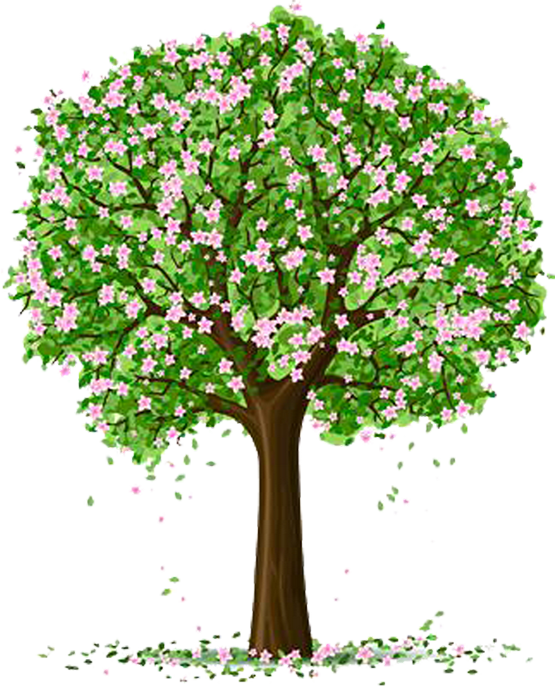 Spring Trees And Flowers - Cartoon Tree With Flowers (555x686)
