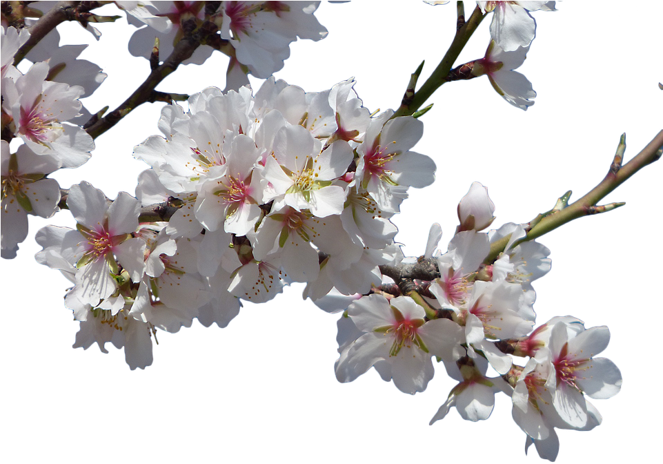 Cartoon Cherry Blossom 10, Buy Clip Art - Stock.xchng (960x719)