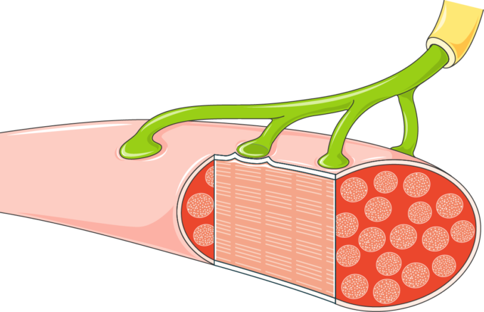 Download The Image Download The Entire Set - Synapse (680x438)