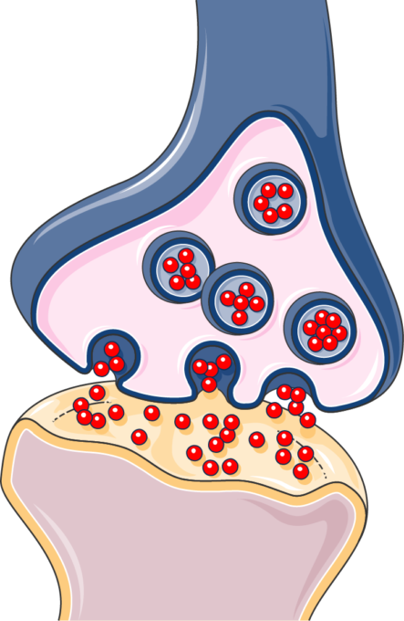 Download The Image Download The Entire Set - Synapse Art Transparent (443x680)