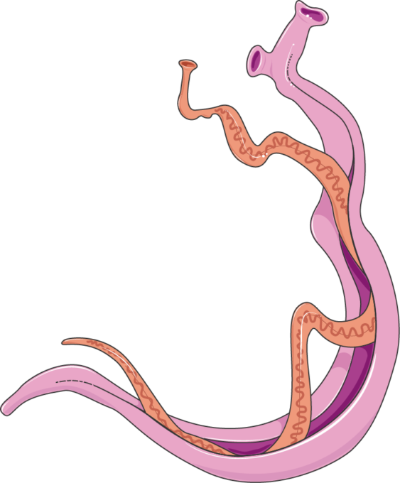 Download The Image Download The Entire Set - Schistosoma Mansoni Adults (763x922)