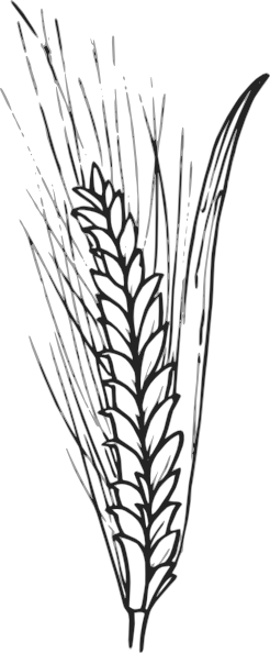 Wheat Clipart Outline - Outline Of Wheat (246x594)