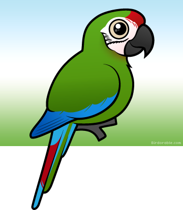 Scarlet Macaw Cartoon (360x414)