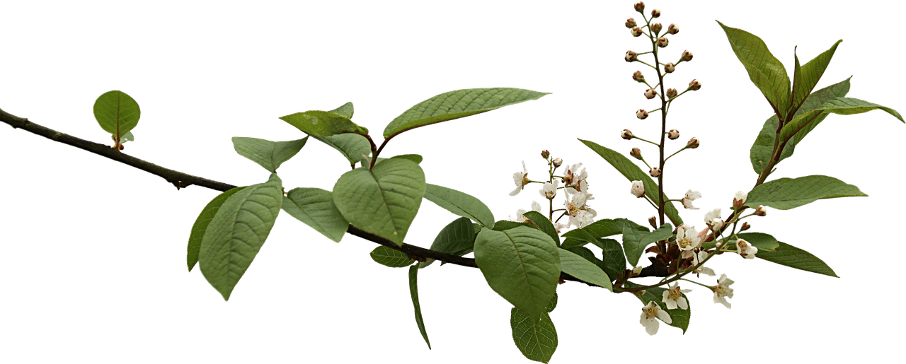 Spring Branch With Budding Flowers Png - Branch Png (1280x515)