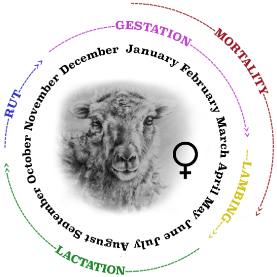 The Lives Of Sheep Are Dictated By The Seasons - Sheep (592x600)