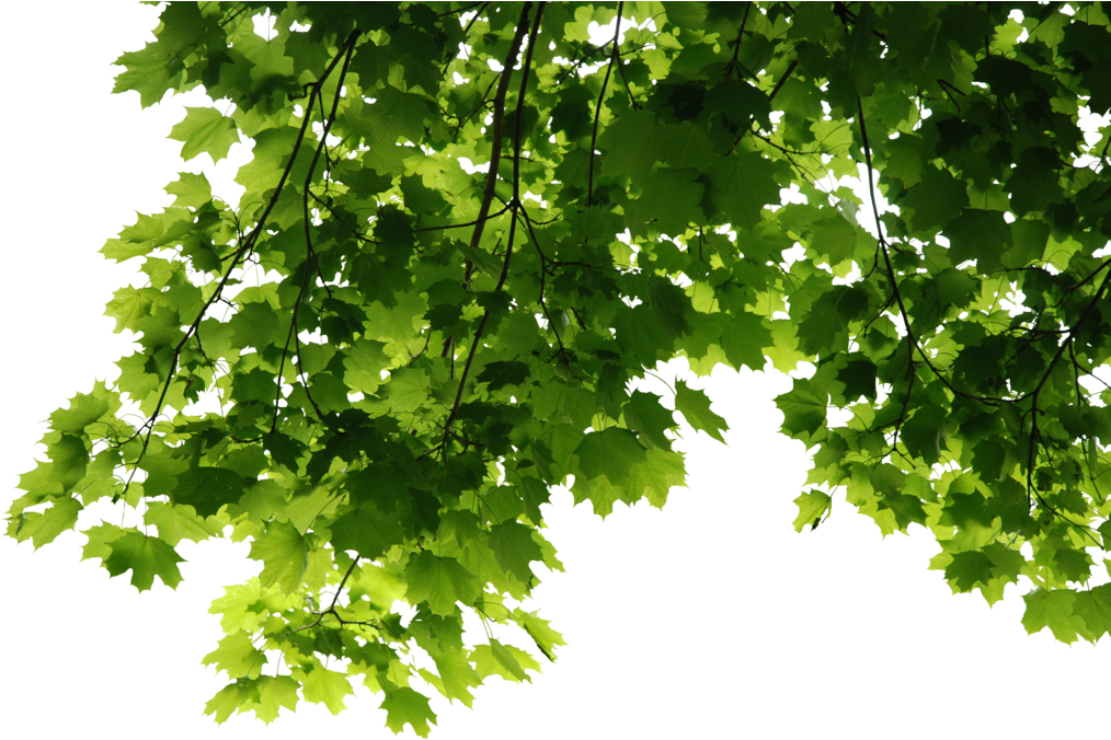 Leaves Png File 1023*687 Transprent Png Free Download - Tree Leaves Png (1023x687)