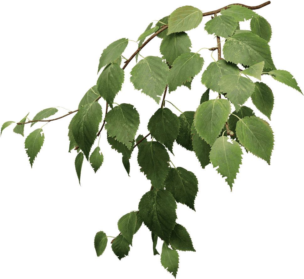 Paper Birch - Tree Paper Png (1024x1024)