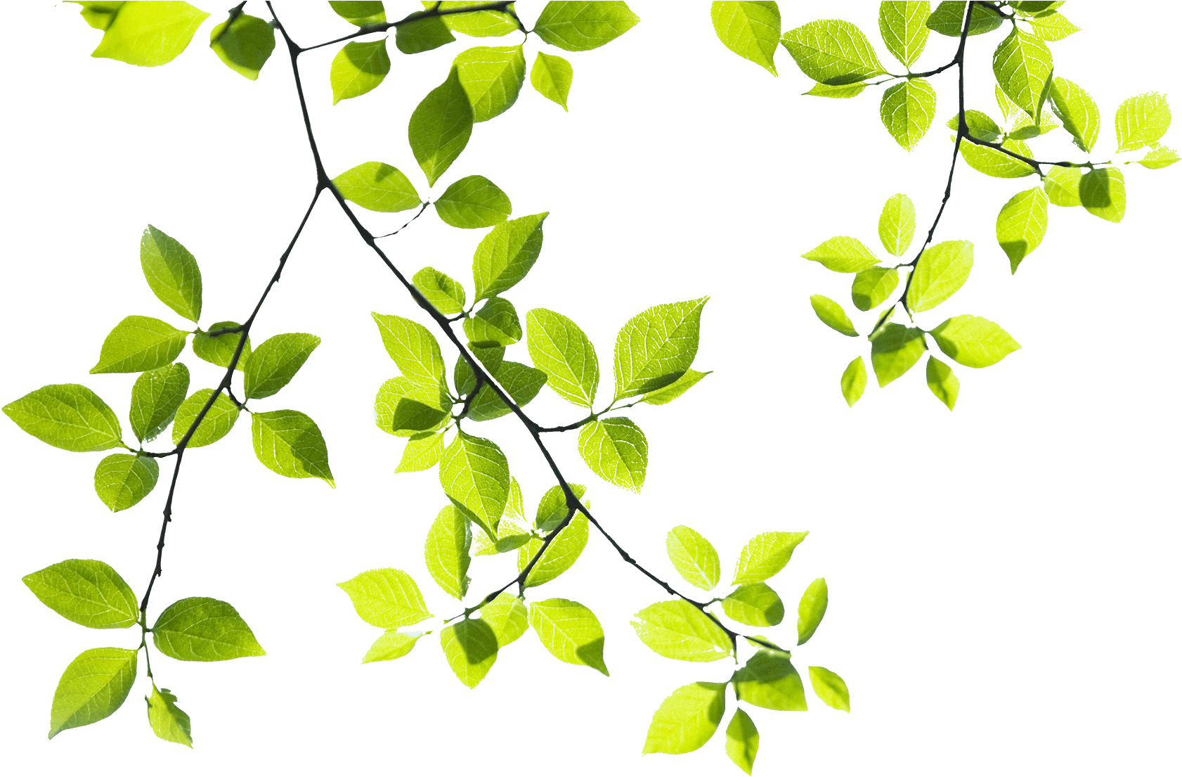Tree Branch Landscape - Tree Branches Png Hd (1710x1104)