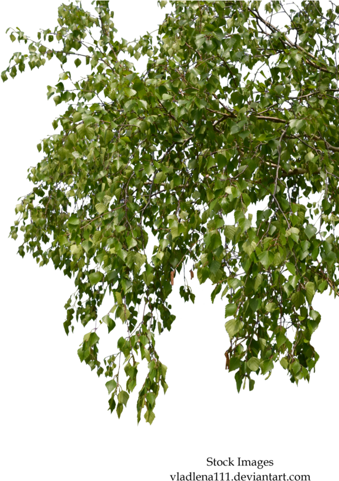 Free Tree Branch Png - Birch Tree Branches Png (783x1020)
