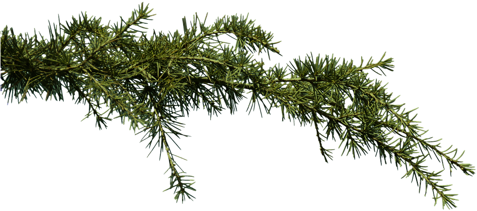 Branch Png 4, Buy Clip Art - Pine Branch Png (960x507)