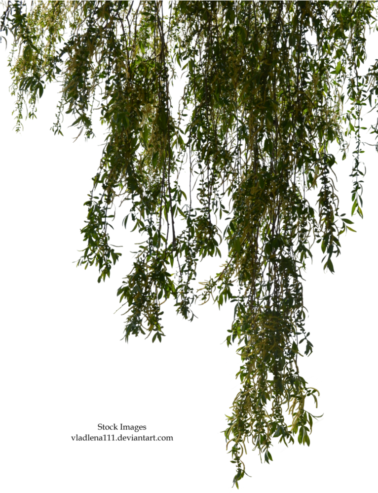 Willow Branches By Vladlena111 - Willow Tree Branches Png (765x1044)