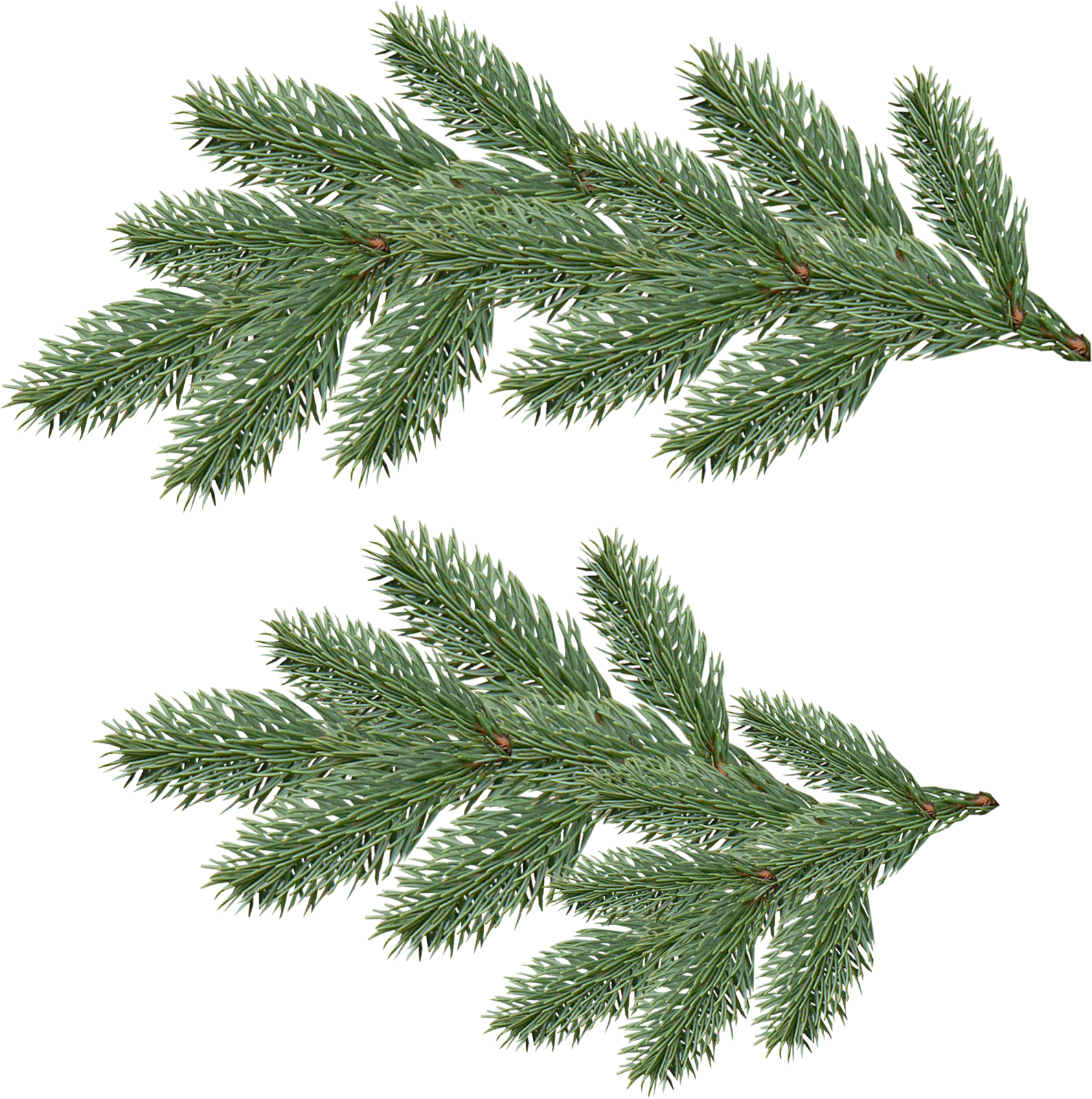 Fir-tree Png Image - Fir Png (1781x1745)