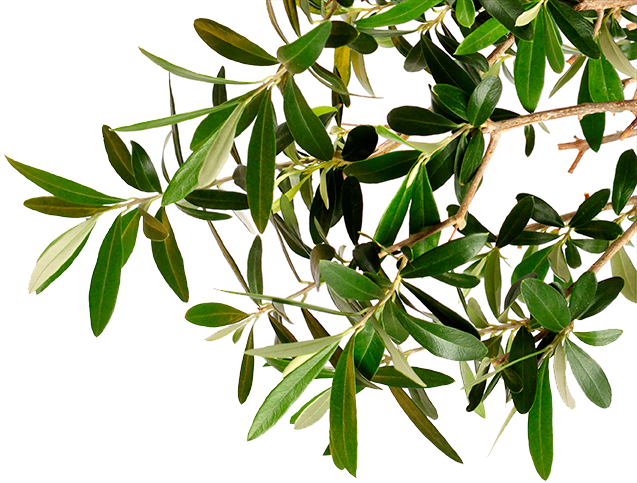 Olives On The Tree Bark - Olive Tree Branch Png (637x483)